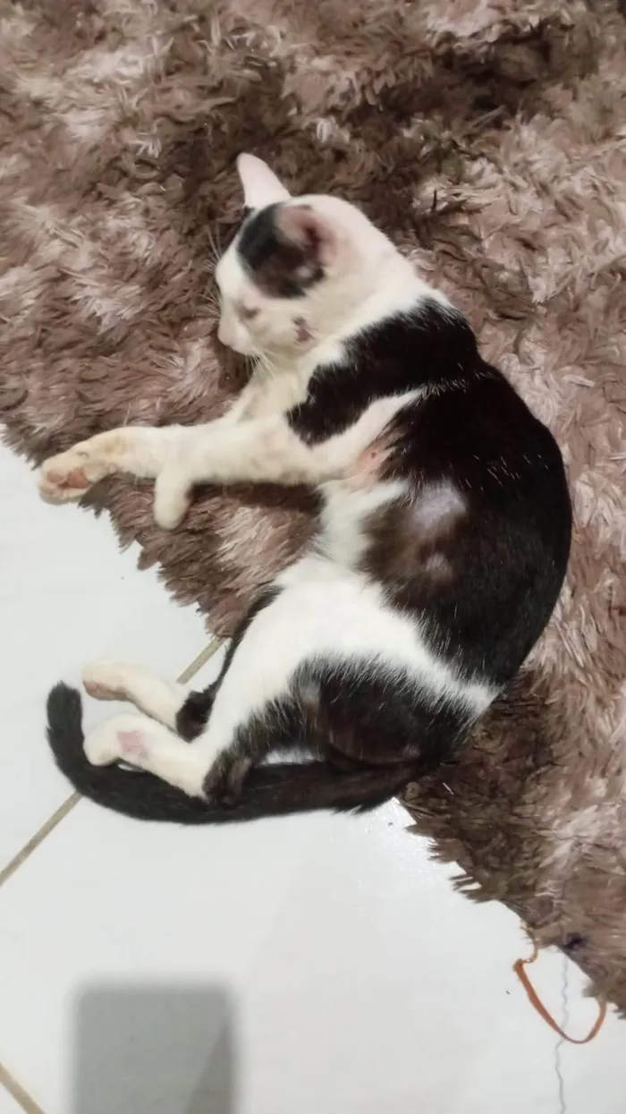 Gato ra a Exótico idade 3 anos nome Callzone