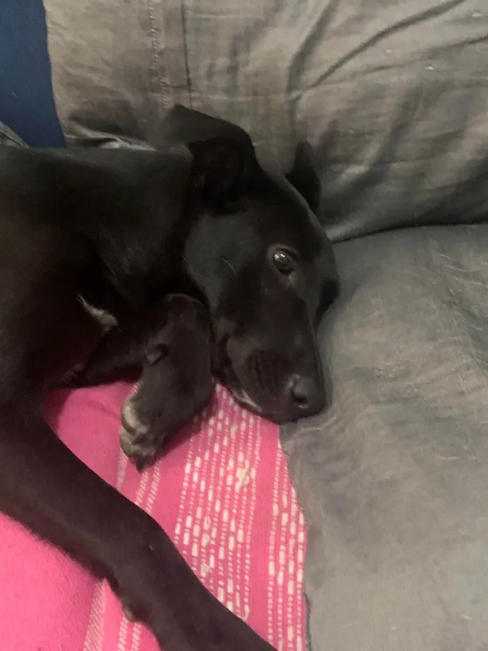 Cachorro ra a SRD-ViraLata idade 7 a 11 meses nome Duda