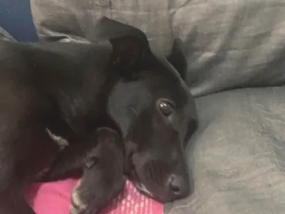 Cachorro ra a SRD-ViraLata idade 7 a 11 meses nome Duda