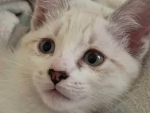 Gato raça SRD-ViraLata idade 2 a 6 meses nome Cami