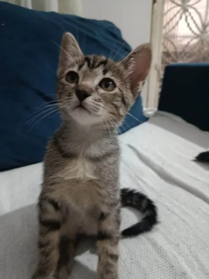 Gato raça SRD-ViraLata idade 2 a 6 meses nome Caju