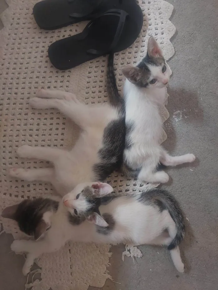 Gato raça SRD-ViraLata idade Abaixo de 2 meses nome Bebes para adocao