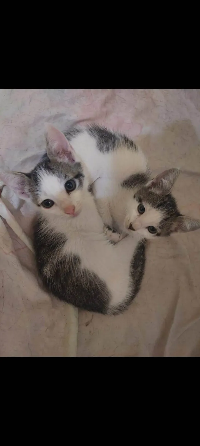 Gato raça SRD-ViraLata idade Abaixo de 2 meses nome Bebes para adocao