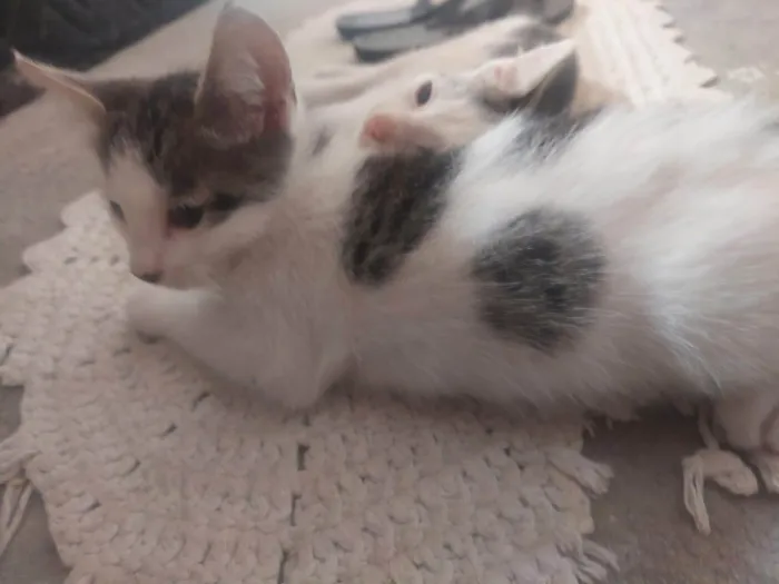 Gato raça SRD-ViraLata idade Abaixo de 2 meses nome Bebes para adocao