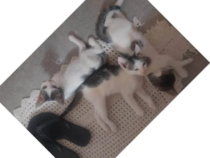 Gato raça SRD-ViraLata idade Abaixo de 2 meses nome Bebes para adocao