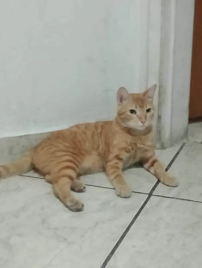 Gato ra a SRD-ViraLata idade 2 anos nome Paçoca 