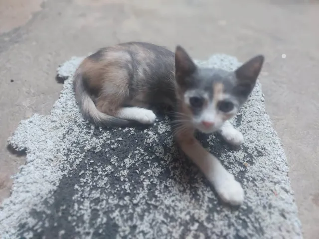 Gato raça SRD-ViraLata idade 2 a 6 meses nome Patches ( retalhos)