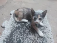 Gato ra a SRD-ViraLata idade 2 a 6 meses nome Patches ( retalhos)