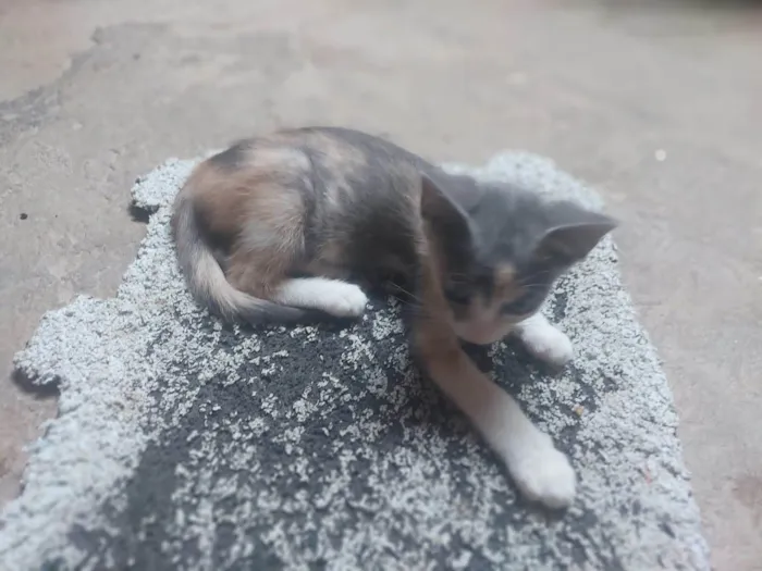 Gato ra a SRD-ViraLata idade 2 a 6 meses nome Patches ( retalhos)