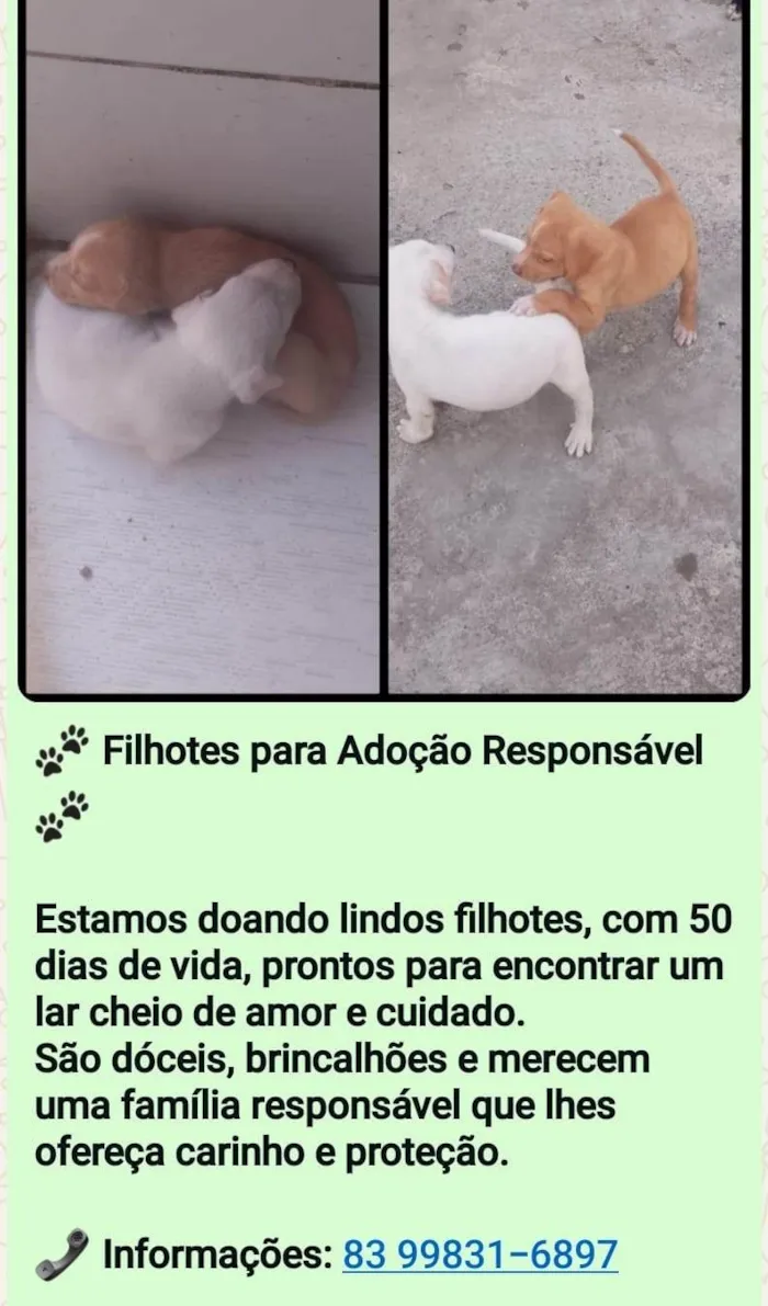Cachorro ra a SRD-ViraLata idade Abaixo de 2 meses nome Larica