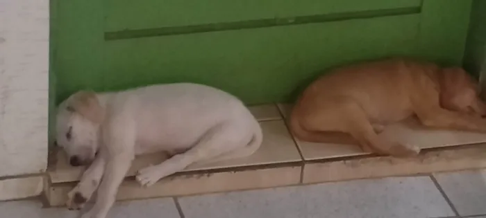 Cachorro ra a SRD-ViraLata idade Abaixo de 2 meses nome Larica
