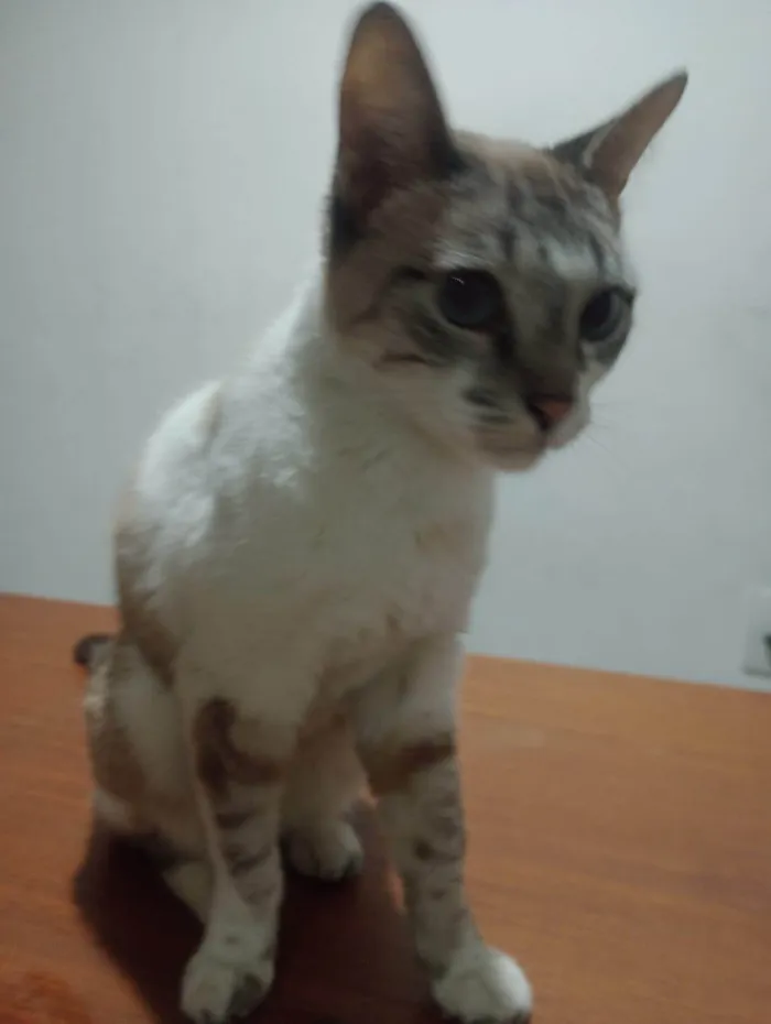 Gato ra a SRD-ViraLata idade 6 ou mais anos nome Olivia 