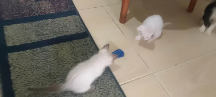 Gato ra a Siamês idade Abaixo de 2 meses nome Lucy