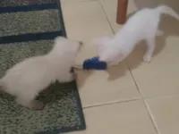 Gato raça Siamês idade Abaixo de 2 meses nome Lucy