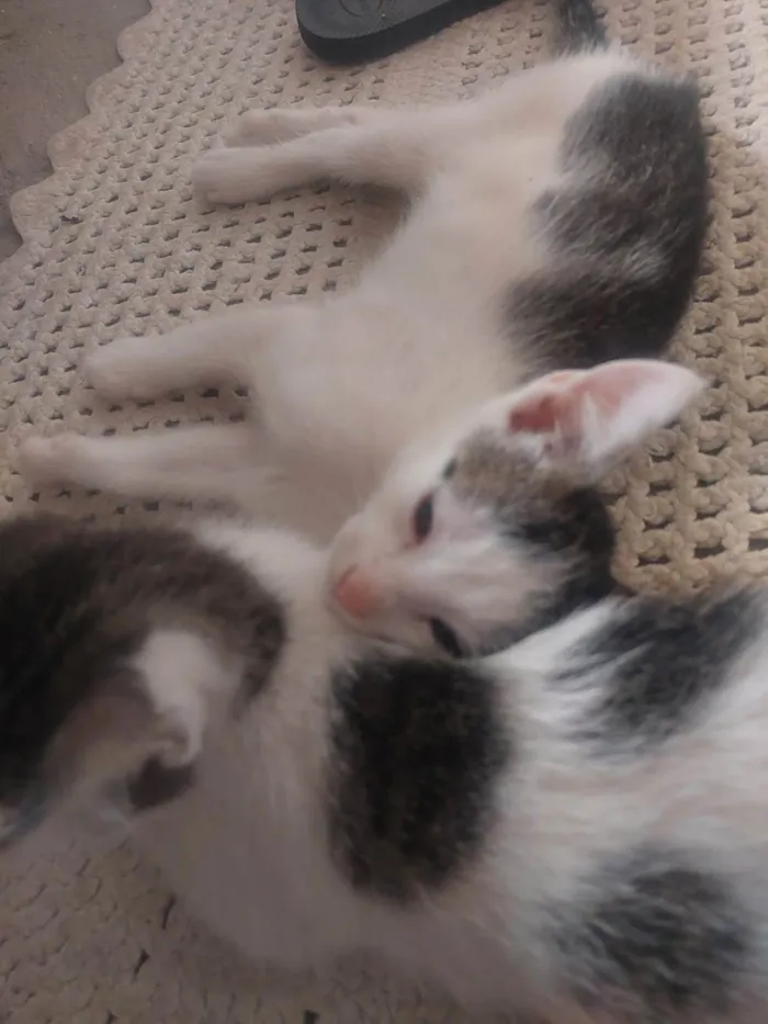 Gato ra a SRD-ViraLata idade 2 a 6 meses nome Arthurs , Porthus e Aramis