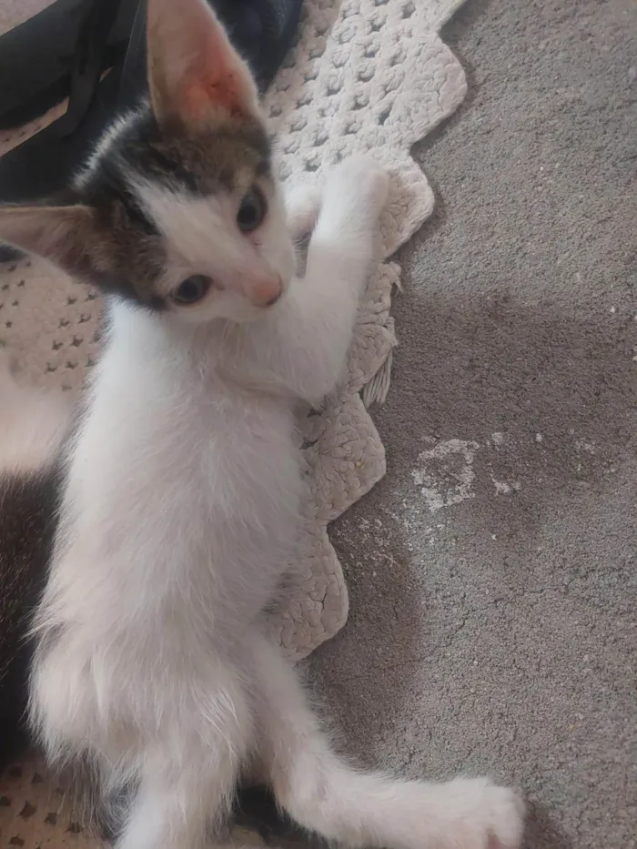 Gato ra a SRD-ViraLata idade 2 a 6 meses nome Arthurs , Porthus e Aramis