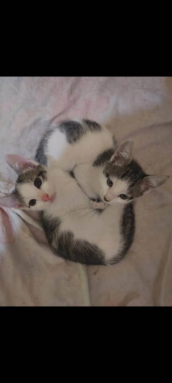 Gato ra a SRD-ViraLata idade 2 a 6 meses nome Arthurs , Porthus e Aramis