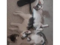 Gato ra a SRD-ViraLata idade 2 a 6 meses nome Arthurs , Porthus e Aramis