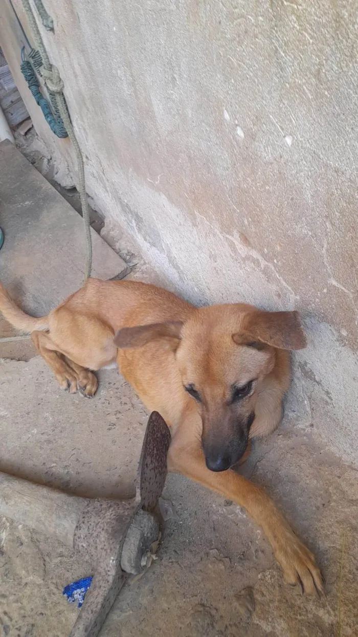 Cachorro raça SRD-ViraLata idade 1 ano nome Fifinho