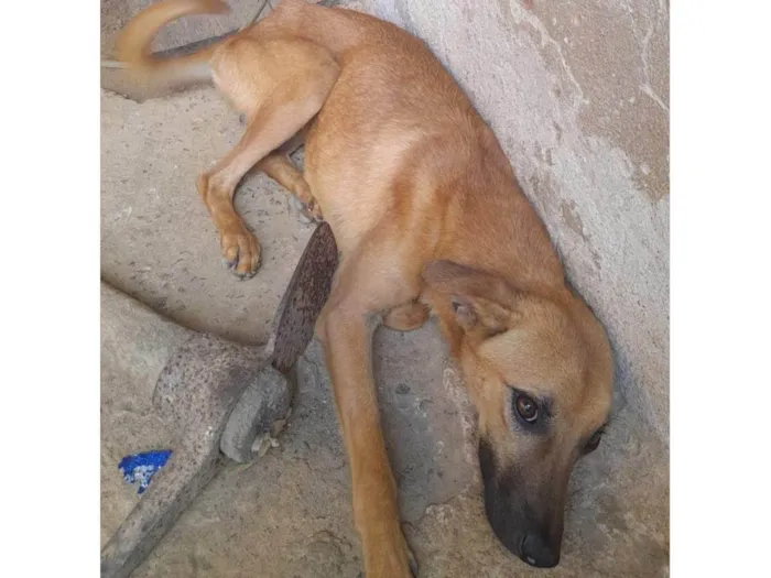 Cachorro raça SRD-ViraLata idade 1 ano nome Fifinho