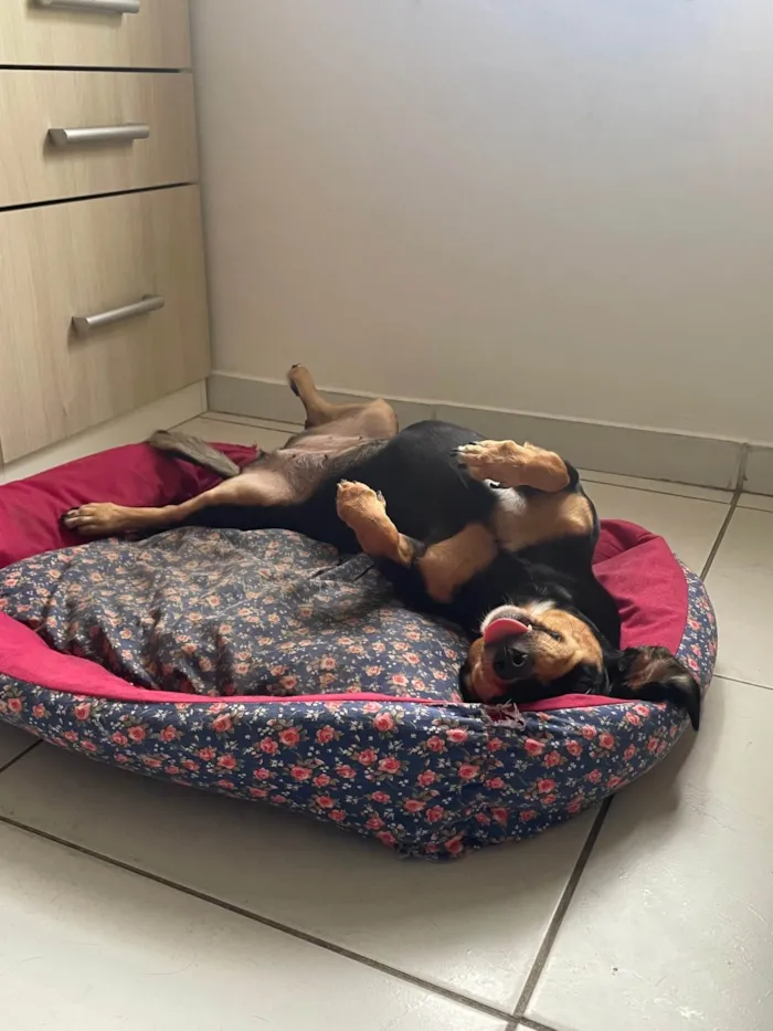 Cachorro raça SRD-ViraLata idade 6 ou mais anos nome Lila