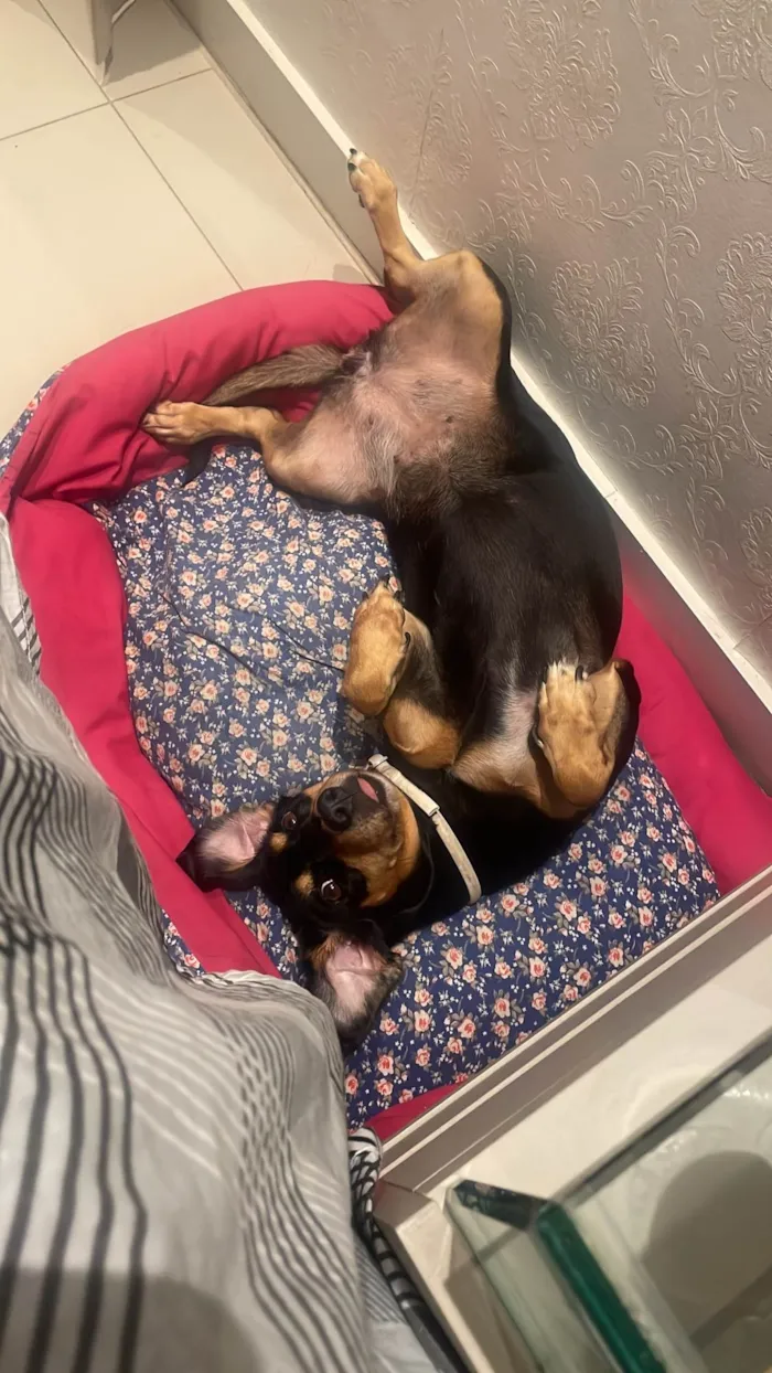 Cachorro raça SRD-ViraLata idade 6 ou mais anos nome Lila