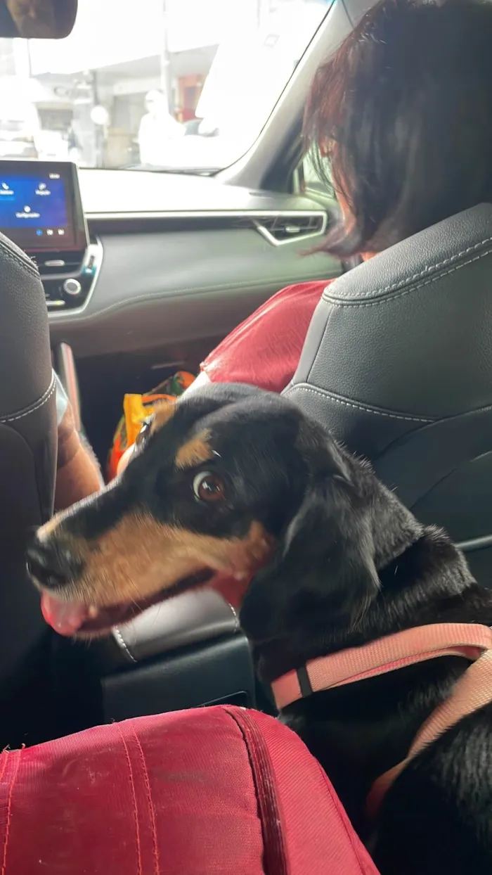 Cachorro raça SRD-ViraLata idade 6 ou mais anos nome Lila