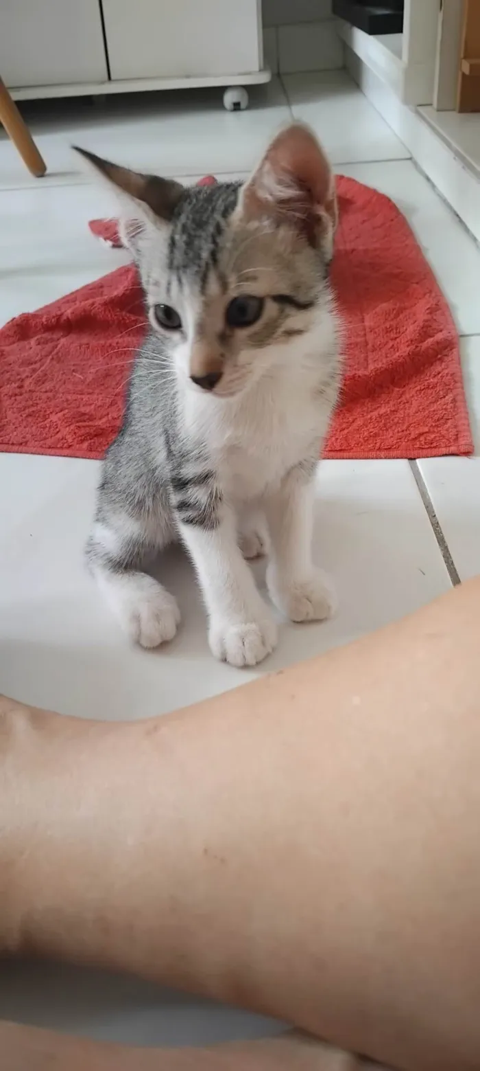 Gato ra a SRD-ViraLata idade 2 a 6 meses nome Tigrinho