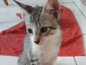 Gato raça SRD-ViraLata idade 2 a 6 meses nome Tigrinho