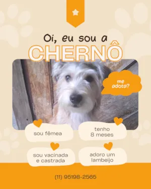 Cachorro raça SRD-ViraLata idade 7 a 11 meses nome Chenô