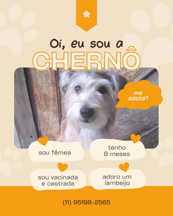 Cachorro ra a SRD-ViraLata idade 7 a 11 meses nome Chenô