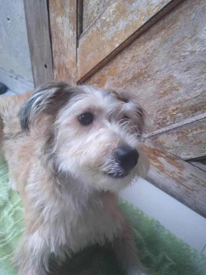 Cachorro ra a SRD-ViraLata idade 7 a 11 meses nome Chenô