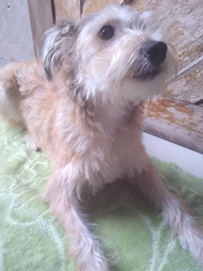 Cachorro ra a SRD-ViraLata idade 7 a 11 meses nome Chenô