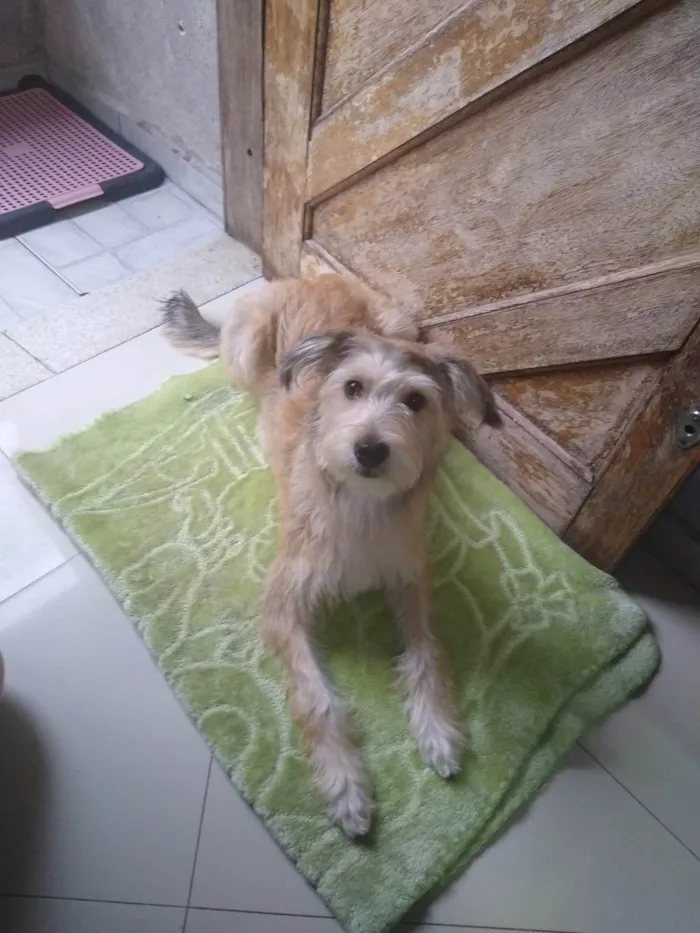 Cachorro ra a SRD-ViraLata idade 7 a 11 meses nome Chenô