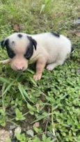 Cachorro raça SRD-ViraLata idade Abaixo de 2 meses nome PITUCHO PEQUENO PORTE