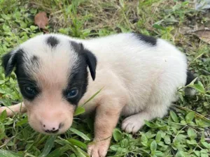 Cachorro raça SRD-ViraLata idade Abaixo de 2 meses nome PITUCHO PEQUENO PORTE