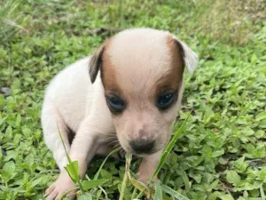 Cachorro raça SRD-ViraLata idade Abaixo de 2 meses nome LASANHA PEQUENO PORTE