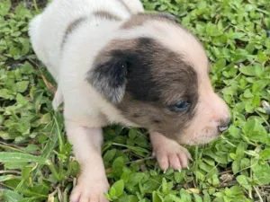 Cachorro raça SRD-ViraLata idade Abaixo de 2 meses nome BISTECA PEQUENO PORTE