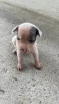 Cachorro raça SRD-ViraLata idade Abaixo de 2 meses nome SNOOP PEQUENO PORTE