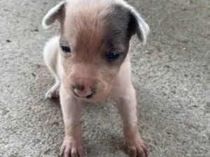 Cachorro raça SRD-ViraLata idade Abaixo de 2 meses nome SNOOP PEQUENO PORTE