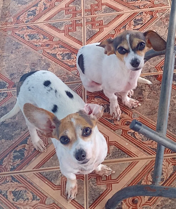 Cachorro raça SRD-ViraLata idade 1 ano nome Bob/Yumi