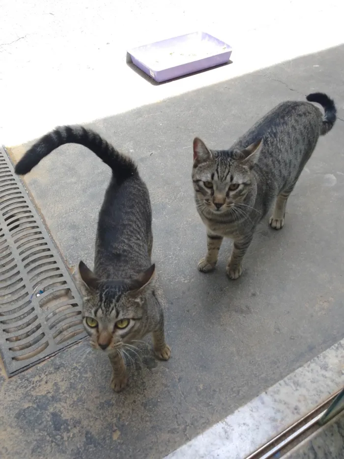 Gato ra a SRD-ViraLata idade 1 ano nome Drake e pituca 