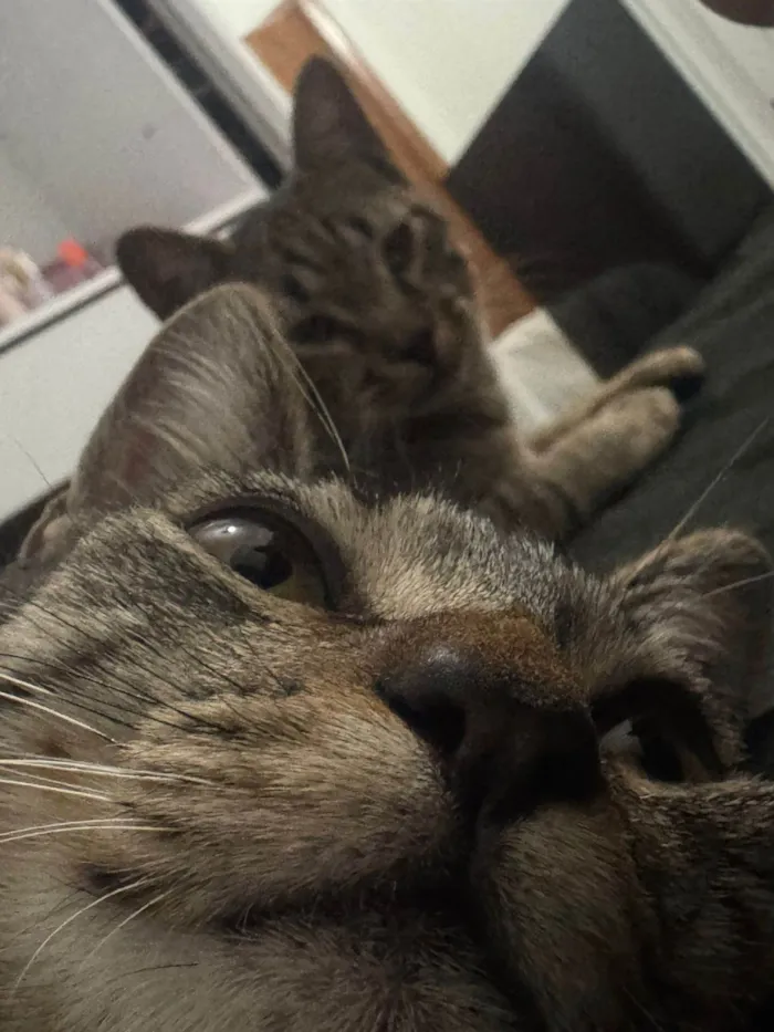 Gato ra a SRD-ViraLata idade 1 ano nome Drake e pituca 