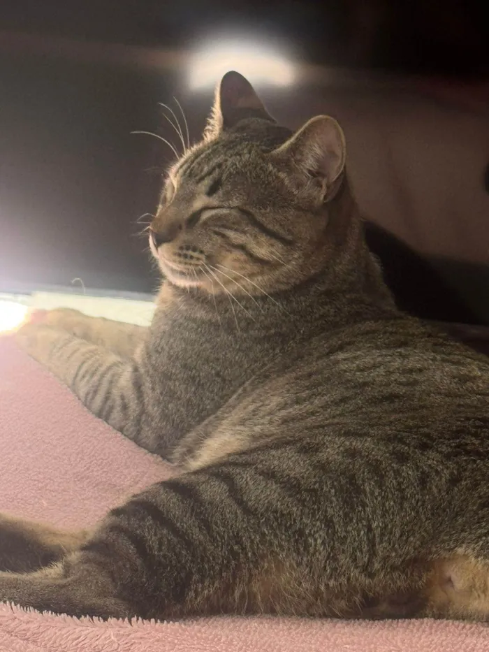 Gato ra a SRD-ViraLata idade 1 ano nome Drake e pituca 