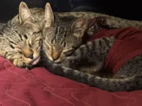 Gato raça SRD-ViraLata idade 1 ano nome Drake e pituca 