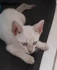 Gato raça SRD-ViraLata idade 2 a 6 meses nome Branquinho 