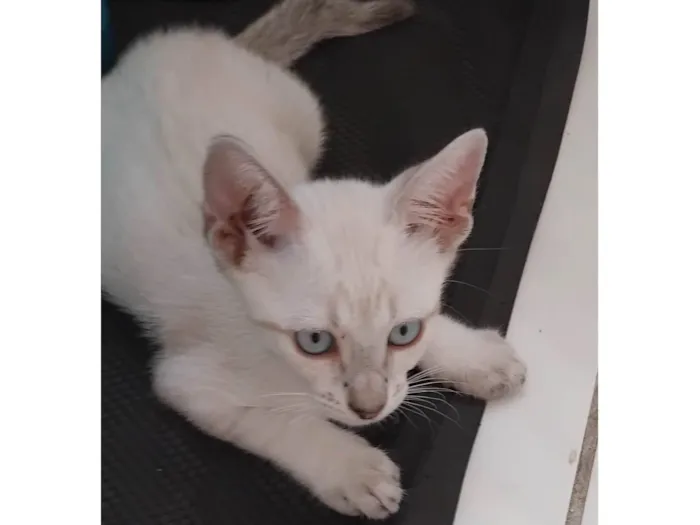 Gato ra a SRD-ViraLata idade 2 a 6 meses nome Branquinho 