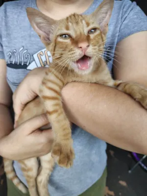 Gato raça SRD-ViraLata idade Abaixo de 2 meses nome Sem nomes