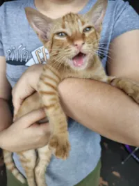 Gato raça SRD-ViraLata idade Abaixo de 2 meses nome Sem nomes