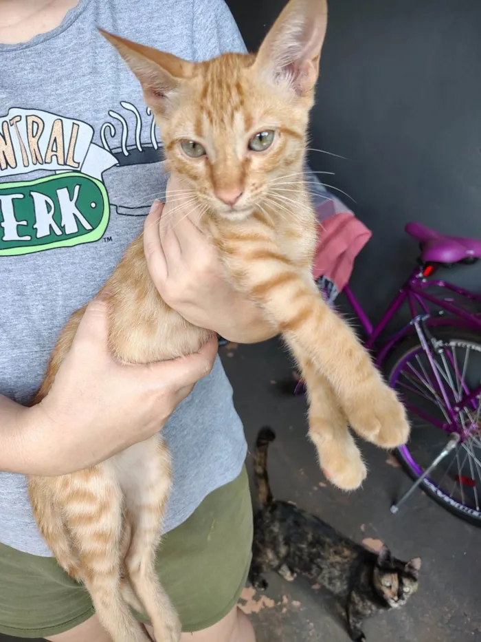 Gato ra a SRD-ViraLata idade Abaixo de 2 meses nome Sem nomes